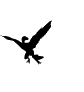 Microraptor Claws